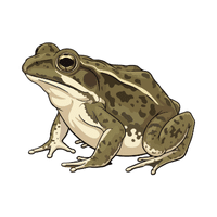 Toad | Carnivorous Animals Names