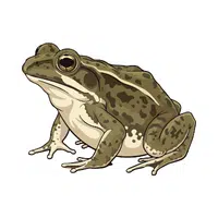 Toad | Vertebrates Animals Names 