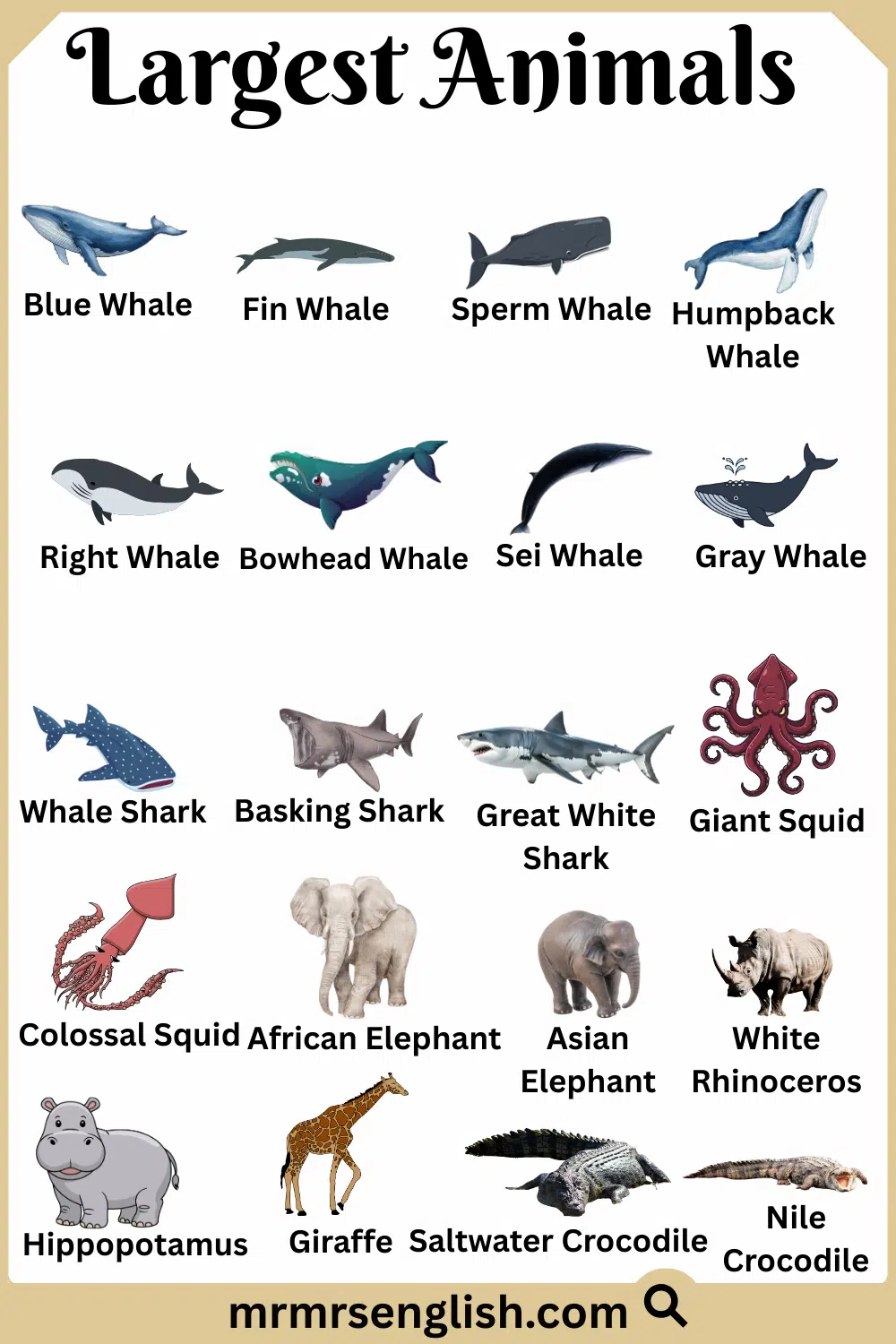 Top 20 Largest Animals Names with Their Pictures