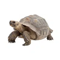 Tortoise | Vertebrates Animals Names 