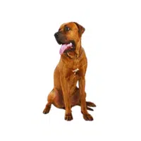 Tosa Inu | Guard Animals Names 