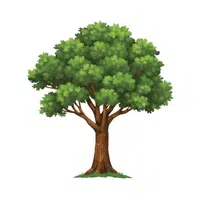 Tree | 100 Natural Things Names
