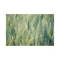 Triticum | Cereals Names 