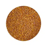 Tritordeum