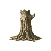 Trunk | 100 Natural Things Names