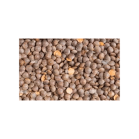 Unhulled Lentils | Lentils Names