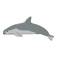 Vaquita | Endangered Animals Names