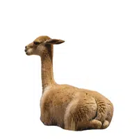 Vicuna 