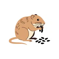 Vole | Woodland Animals Names