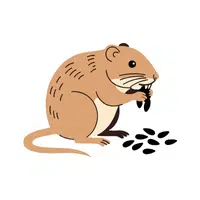 Vole