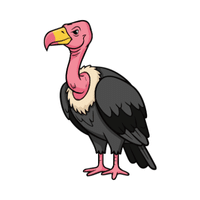 Vulture | Carnivorous Animals Names