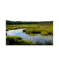 Wetland | Landforms Names