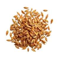 Wheat | Cereals Names