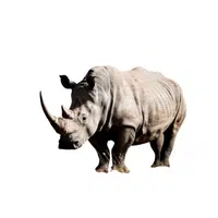 White Rhinoceros | Largest Animals Names