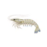 White-shrimp | Crustaceans Names