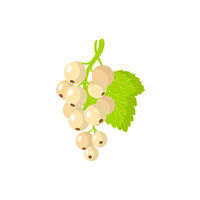 Whitecurrant | Small Fruits Names