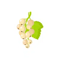 Whitecurrant | Small Fruits Names 