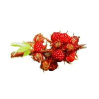Wineberry | Small Fruits Names