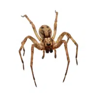 Wolf Spider 