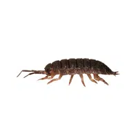 Woodlouse | Crustaceans Names 