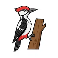 Woodpecker | Woodland Animals Names