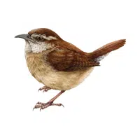 Wren | Woodland Animals Names