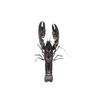 Yabby | Crustaceans Names 