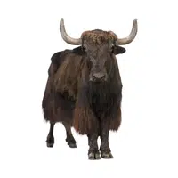 Yak