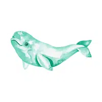Yangtze Finless Porpoise | Endangered Animals Names