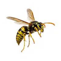 Yellowjacket 