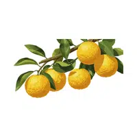 Yuzu