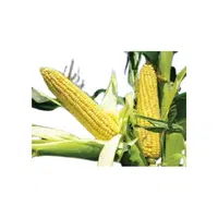 Zea | Cereals Names 