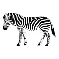 Zebra | Vertebrates Animals Names 