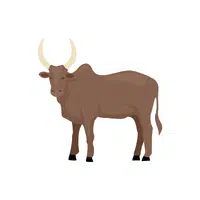 Zebu
