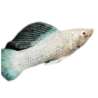 Albino | Molly Breeds Names
