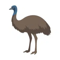 Australian
