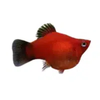 Balloon | Platy Breeds Names