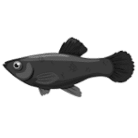 Black | Molly Breeds Names