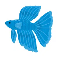 Blue | Betta Breeds Names