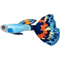 Blue | Molly Breeds Names