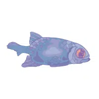 Blue | Platy Breeds Names