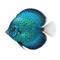 BlueDia | Discus Breeds Names 