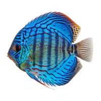 BlueFace | Discus Breeds Names 