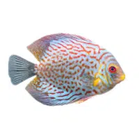 BlueMarl