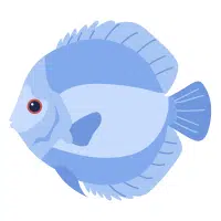 BlueSnake | Discus Breeds Names 