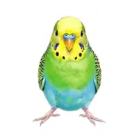 Budgie