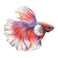 Butterfly | Betta Breeds Names