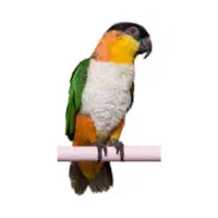 Caique