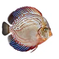 Chocolate | Discus Breeds Names 