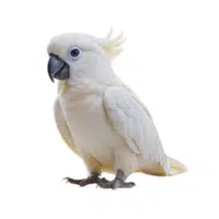 Cockatoo
